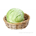High Quality Organic Cabbage